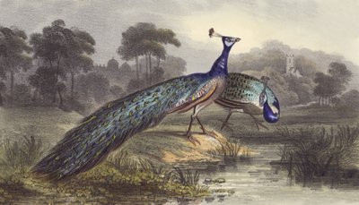 Two Peacocks by English School
